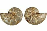 Jurassic Cut & Polished Ammonite Fossil (Pair)- Madagascar #215973-1